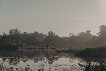 moor in the dark forest